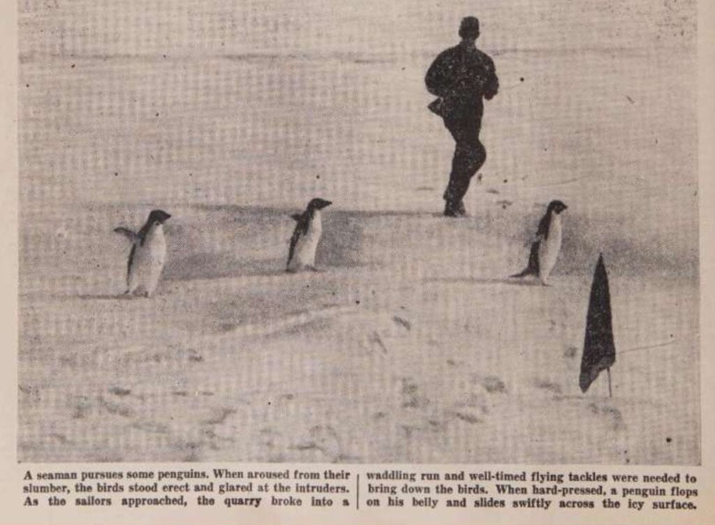 June 1955 photo with penguins